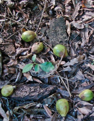 Kohekohe fruit and a kohekohe sedling. Photo Gillian Ward