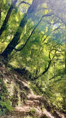 Benched track to Nikau Flat Hut, photo Catherine McDonald