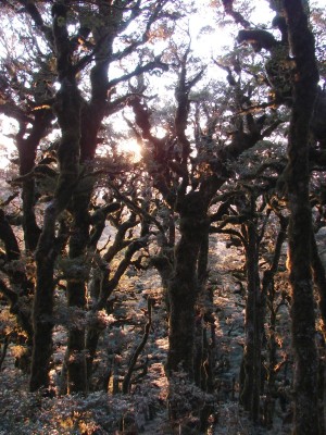 Sunset through beech trees, Gillian Ward