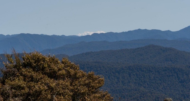Ruapehu over the forested ridges, Kay Bayley