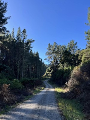 Yaw Road, Waimanu Forest