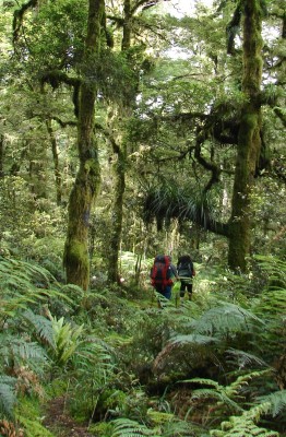 Walking under red and silver beech along the Sandy Bay Track, Gillian Ward,