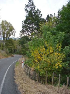 Gentle Annie Reserve