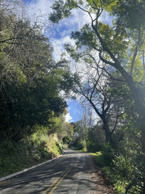 Queens Drive under the trees, Catherine McDonald