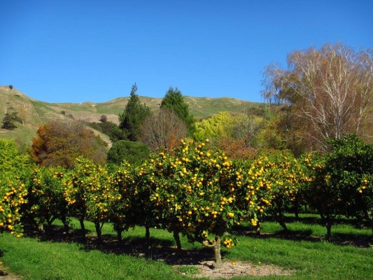 Manutūkē, photo Margaret Badger