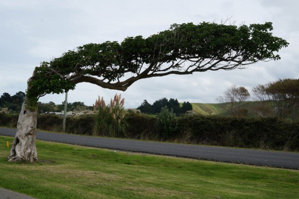 Windshorn puriri. Photo: Gillian Ward