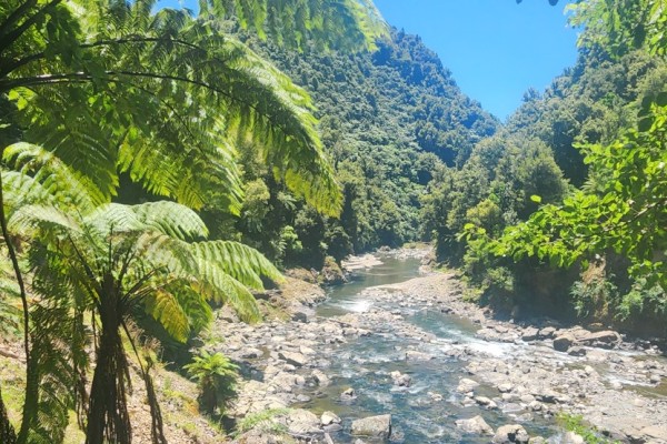 Nikau Flat Hut, Waioweka River