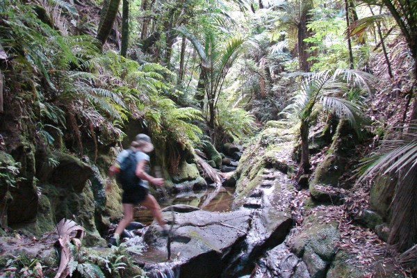 Morere Scenic Reserve Tracks