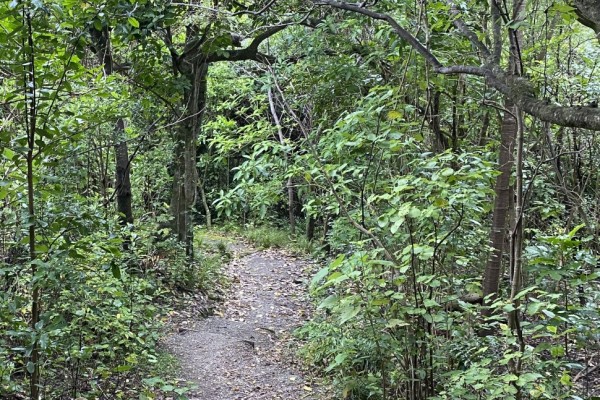 Okitu Bush Scenic Reserve